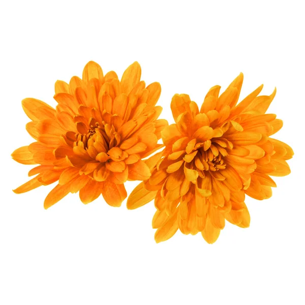 Две Цветковые Головы Хризантемы Выделены Белом Фоне Крупным Планом Садовый — стоковое фото