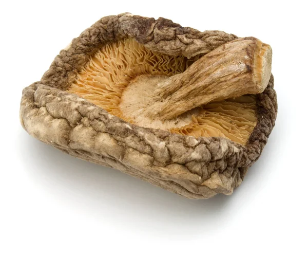 Cogumelo Shiitake Seco Isolado Fundo Branco — Fotografia de Stock