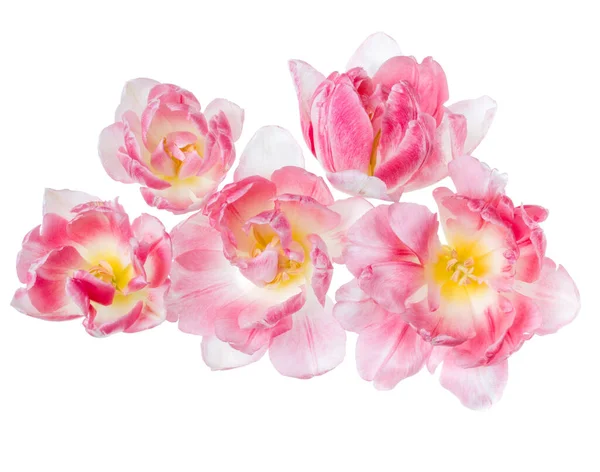 Buquê Cabeça Flor Tulipa Rosa Primavera Isolado Fundo Branco Closeup — Fotografia de Stock