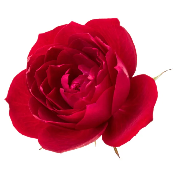 Egy Vörös Rózsa Elszigetelt Fehér Háttér Kivágott Virág Fej — Stock Fotó
