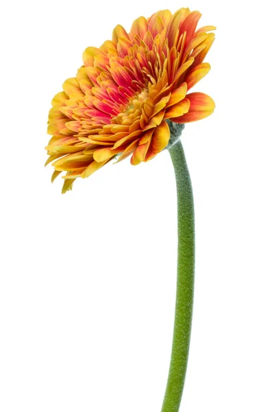 白い背景に隔離された長い茎を持つ垂直オレンジガーベラの花 — ストック写真