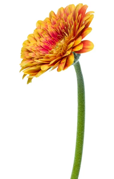 Verticale Oranje Gerbera Bloem Met Lange Steel Geïsoleerd Witte Achtergrond — Stockfoto