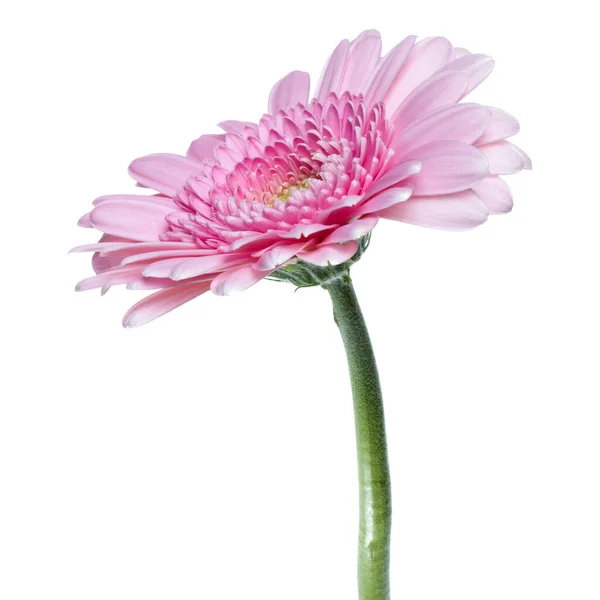 白い背景に隔離された長い茎を持つ垂直ピンクのガーベラの花 — ストック写真