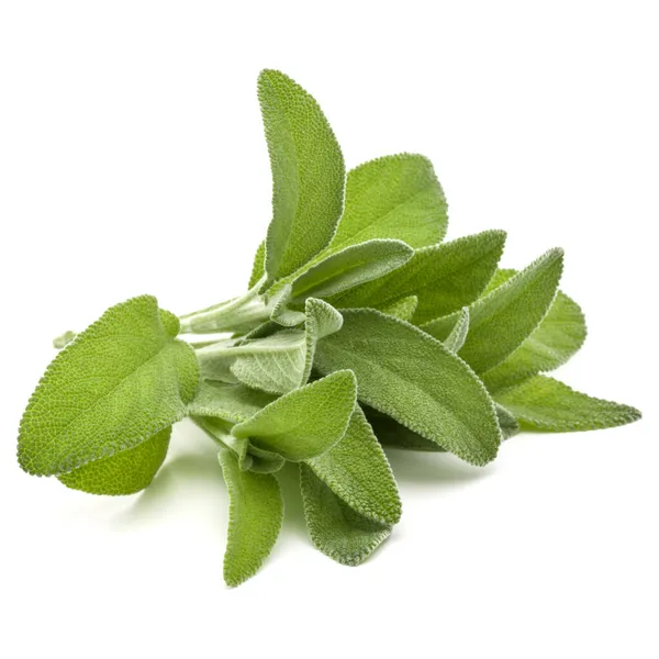 Salvia Ört Lämnar Bukett Isolerad Vit Bakgrund Cutout — Stockfoto