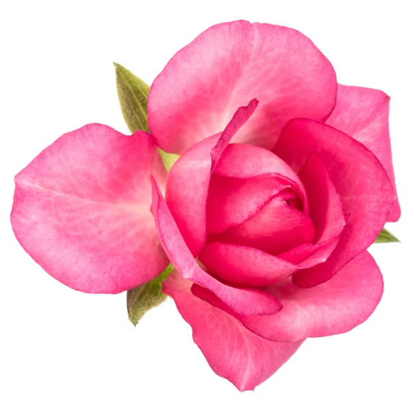 Jeden Růžový Růžový Květ Izolovaných Bílém Pozadí Vystřižení — Stock fotografie