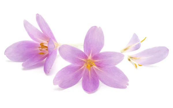 Lila Crocus Blommor Isolerad Vit Bakgrund — Stockfoto