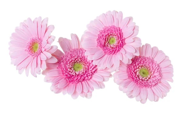 Μπουκέτο Από Ροζ Γέρες Κεφαλές Λουλουδιών Απομονώνονται Λευκό Φόντο Κοντινό — Φωτογραφία Αρχείου