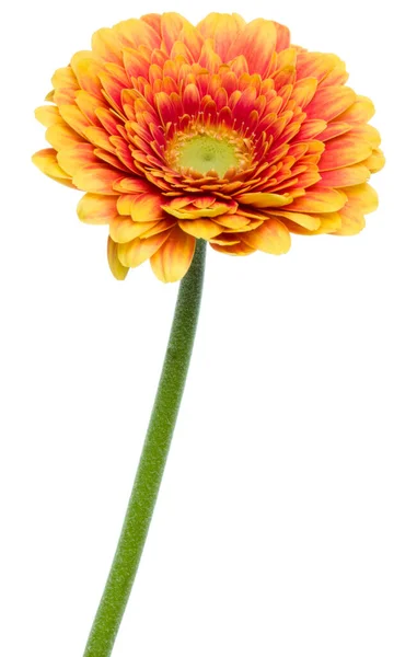 Vertikální Oranžová Gerbera Květ Dlouhým Stonkem Izolované Přes Bílé Pozadí — Stock fotografie
