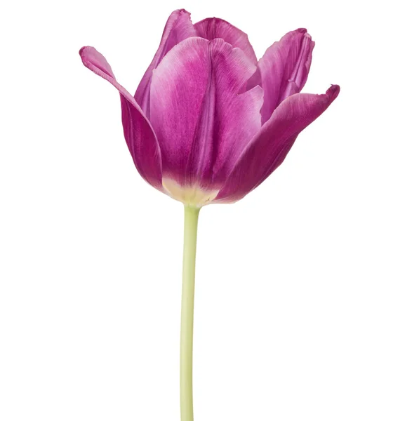 Cabeza Flor Tulipán Lila Aislada Sobre Fondo Blanco — Foto de Stock