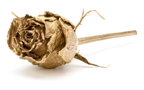 Ένα Χρυσό Τριαντάφυλλο Που Απομονώνονται Λευκό Φόντο Αποκομμένες Χρυσή Αποξηραμένο — Φωτογραφία Αρχείου