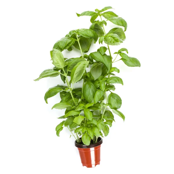 Fresh Sweet Genovese Basil Herbs Growing Pot Isolated White Background — Stock Photo, Image