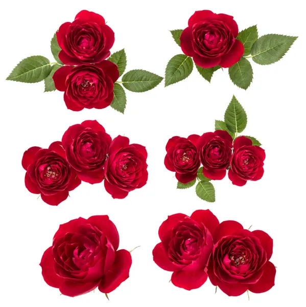 Raccolta Rose Rosse Isolate Fondo Bianco Set Bouquet Diverso Posa — Foto Stock