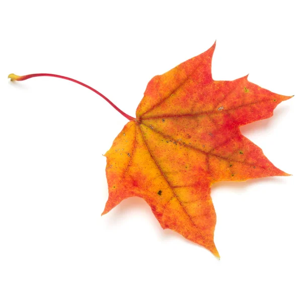 Farbenfrohes Herbst Ahornblatt Isoliert Auf Weiß — Stockfoto