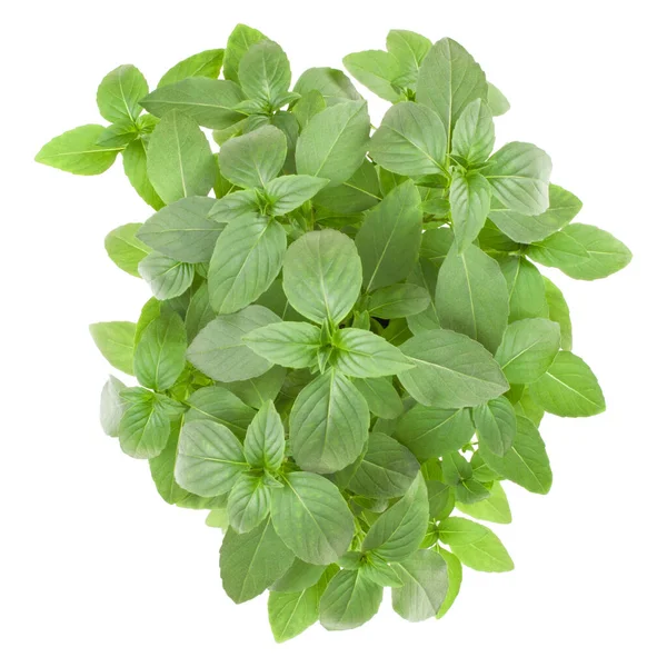 Fresh Thai Basil Herbs Bouquet Isolated White Background Cutout Top — Stock Photo, Image
