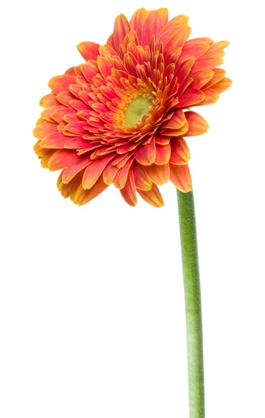 Gerbera Verticale Arancio Fiore Con Gambo Lungo Isolato Sfondo Bianco — Foto Stock
