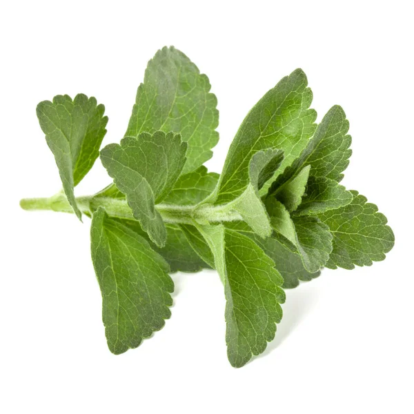 Stevia Φύλλα Κομμάτια Λευκό Φόντο Κομμένες Απομονωμένες — Φωτογραφία Αρχείου