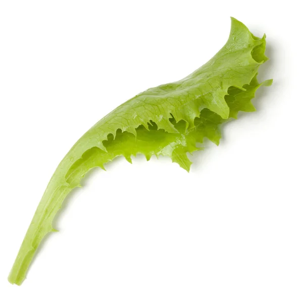 白い背景に分離レタスの葉サラダ トップビュー フラットレイ — ストック写真