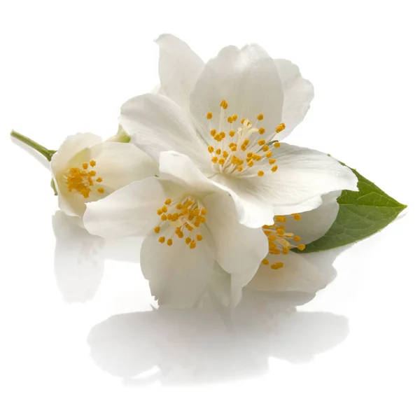 Flores Jasmim Isoladas Recorte Fundo Branco — Fotografia de Stock