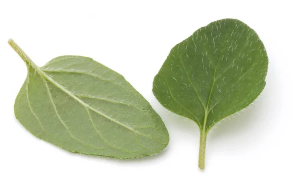 Feuilles Origan Marjolaine Isolées Sur Fond Blanc — Photo