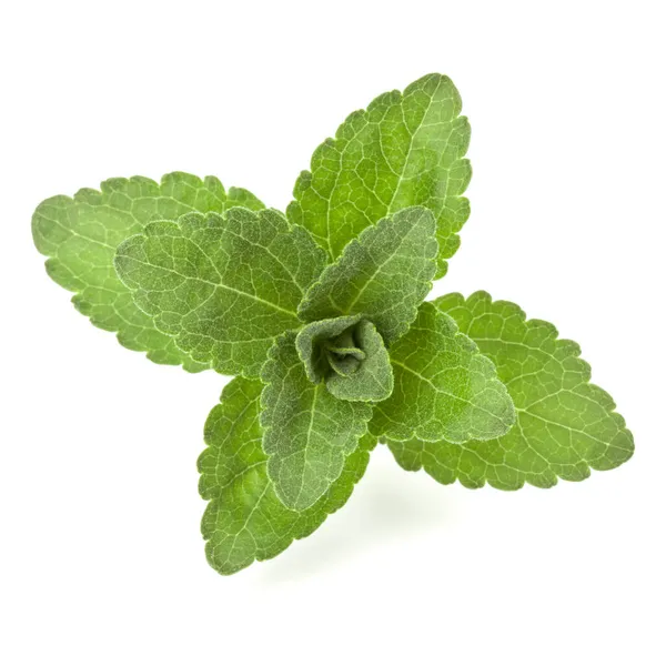 Stevia Lämnar Bitar Isolerade Vit Bakgrund Klipp — Stockfoto