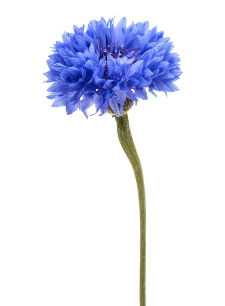 Azul Cornflower Herb Solteiro Botão Flor Cabeça Isolada Fundo Branco — Fotografia de Stock