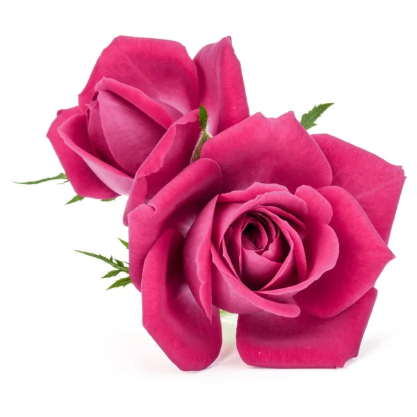Růžová Růže Kytice Izolovaných Bílém Pozadí Výřez — Stock fotografie