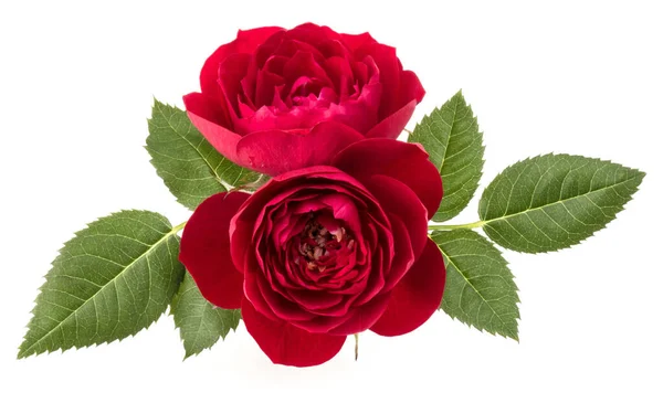 Два Красных Розовых Цветка Выделенных Листьями Белом Фоне — стоковое фото