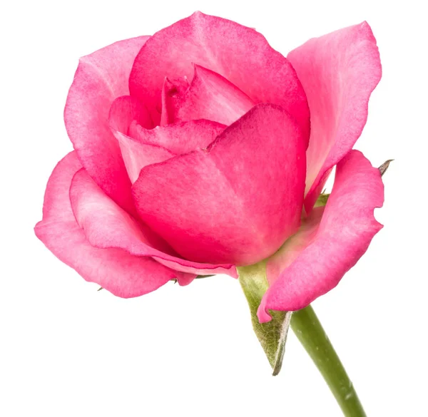 Rosa Ros Blomma Isolerad Vit Bakgrund Cutout — Stockfoto