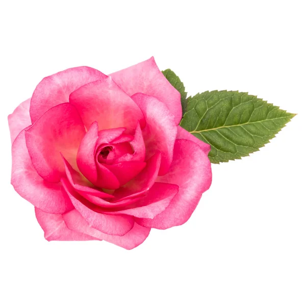 Fiore Rosa Rosa Con Foglie Isolate Sfondo Bianco Ritaglio — Foto Stock