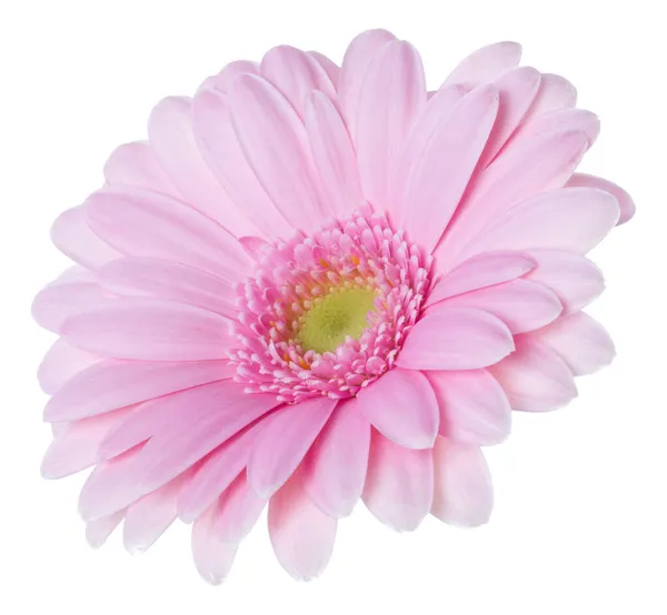 Testa Fiore Gerbera Rosa Isolato Sfondo Bianco Primo Piano Gerbera — Foto Stock