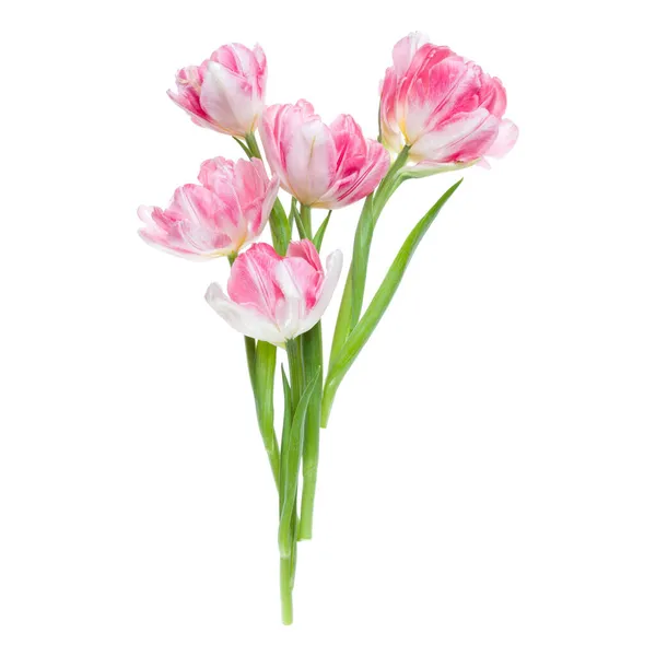Bouquet Fiori Tulipani Rosa Primaverili Isolato Sfondo Bianco Primo Piano — Foto Stock