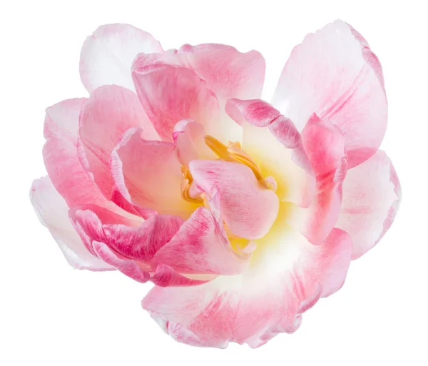 Frühling Rosa Tulpe Blütenkopf Isoliert Auf Weißem Hintergrund Nahaufnahme Tulpe — Stockfoto