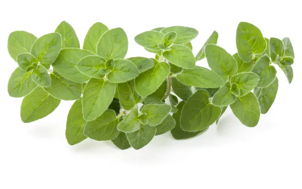 Oregano Marjoram Leaves Isolated White Background Cutout — Stock Photo, Image