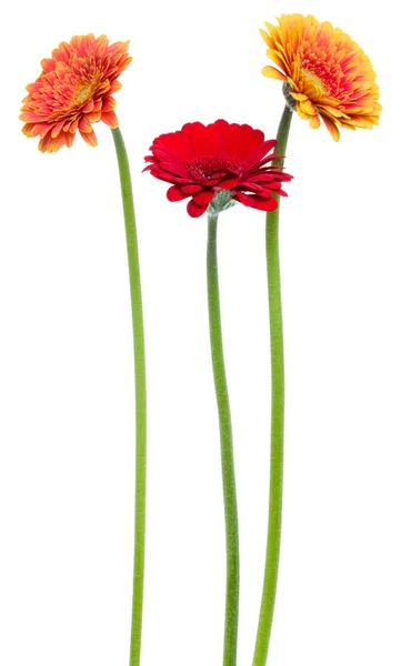 Drie Verticale Gerbera Bloemen Met Lange Steel Geïsoleerd Witte Achtergrond — Stockfoto