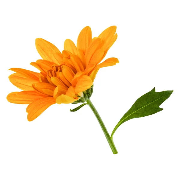 Jedna Chryzantétum Květinová Hlava Zeleném Kmeni Izolovaná Bílém Pozadí Zahradní — Stock fotografie