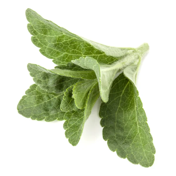 Stevia Lämnar Bitar Isolerade Vit Bakgrund Klipp — Stockfoto