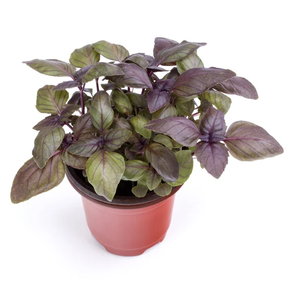 Fresh Sweet Dark Opal Basil Herbs Growing Pot Isolated White — Stock Photo, Image