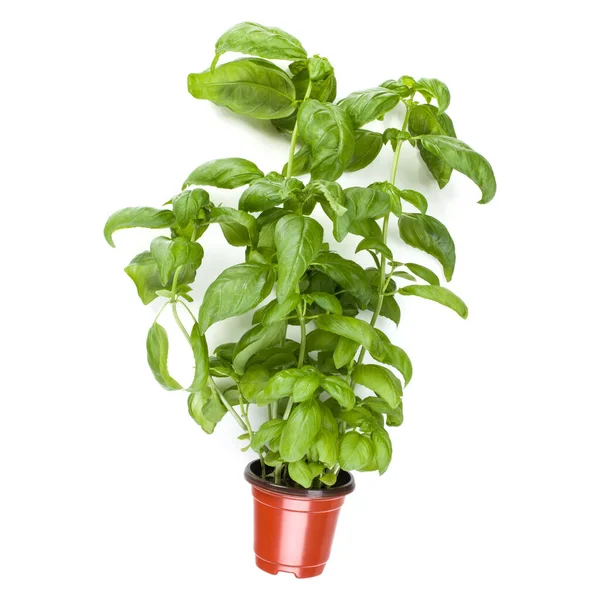 Fresh Sweet Genovese Basil Herbs Growing Pot Isolated White Background — Stock Photo, Image