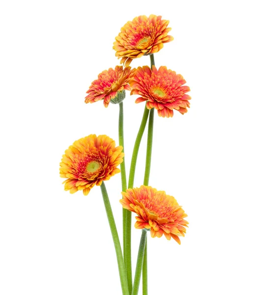 垂直橙色的格贝拉花与长茎隔离在白色背景 春天花束 — 图库照片