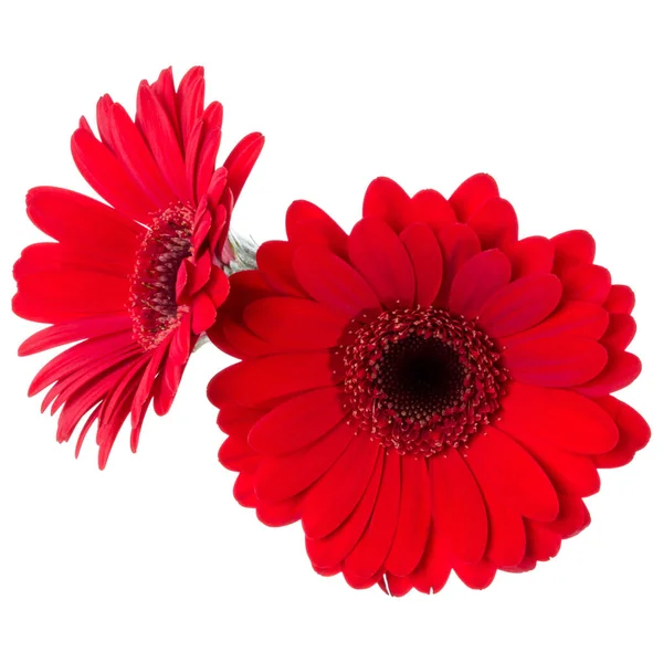 Buquê Duas Flores Tulipas Vermelhas Isoladas Fundo Branco Closeup Flores — Fotografia de Stock