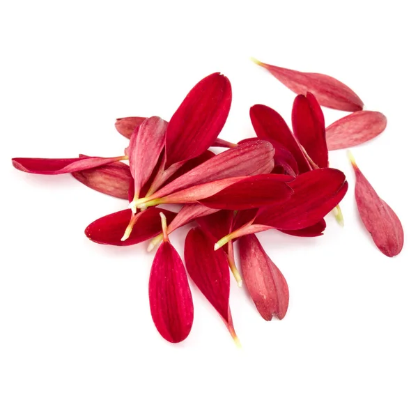 Rode Chrysant Bloemblaadjes Geïsoleerd Witte Achtergrond — Stockfoto