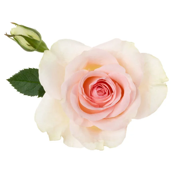 ピンクのバラは 白い背景のクローズアップに隔離されています 影なしで 空気中のバラの花の頭 トップビュー フラットレイ — ストック写真