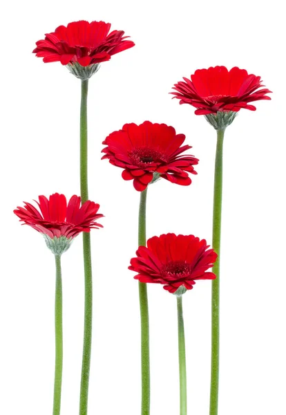 在白色的背景上 有长长的茎 垂直红色的芙蓉花 — 图库照片