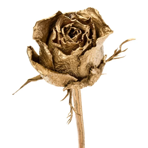 Одна Золотая Роза Выделена Белом Фоне Золотой Высушенный Цветок Романтическая — стоковое фото