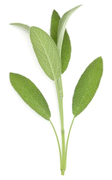 Sage Herb Leaves Bouquet Isolated White Background Cutout Top View — Stock Photo, Image