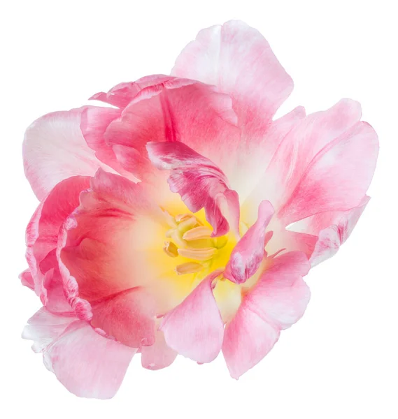 Spring Pink Tulip Flower Head Isolated White Background Closeup Tulip — Stock Photo, Image