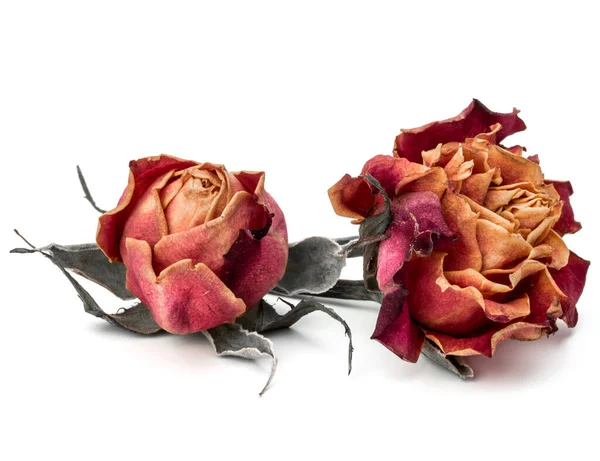 Rose Séchée Tête Fleur Isolé Sur Fond Blanc Découpe — Photo