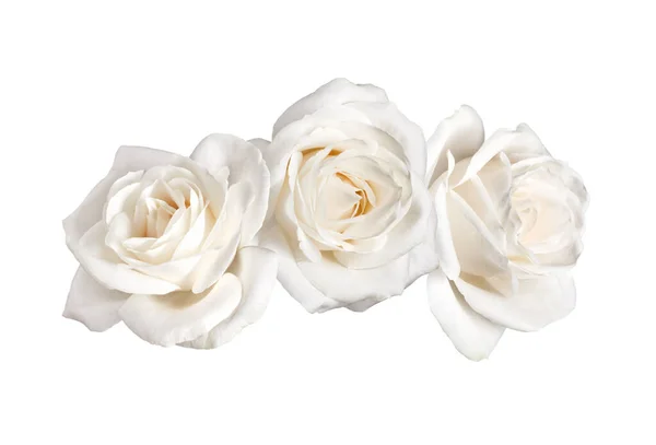Three White Rose Flowers Isolated White Background Cutout — Stock Photo, Image