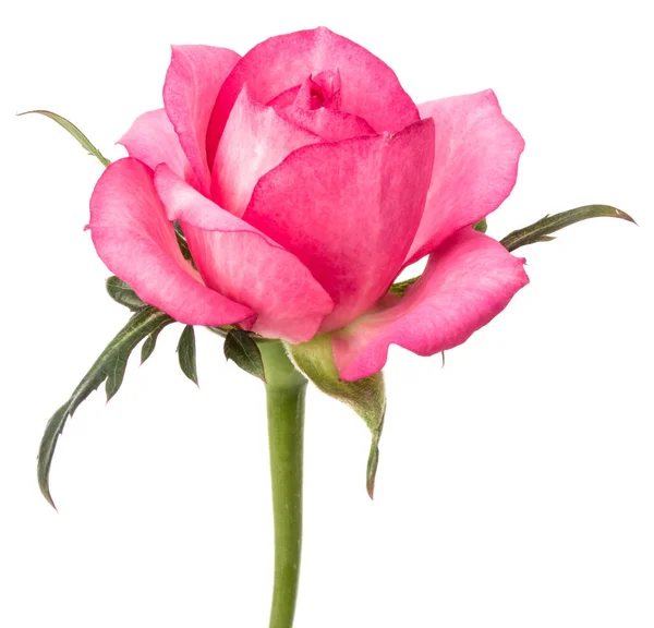 Fiore Rosa Rosa Isolato Sfondo Bianco Ritaglio — Foto Stock