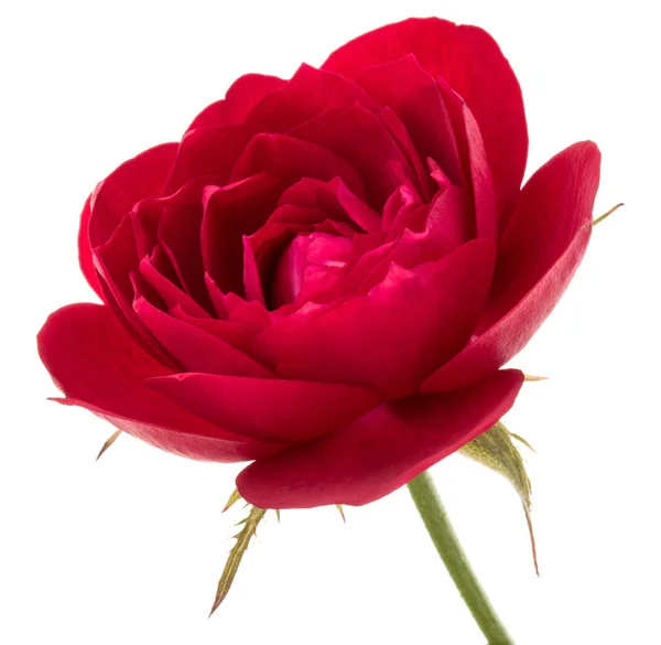 Одна Красная Голова Цветок Розы Изолированы Белом Фоне Выреза — стоковое фото